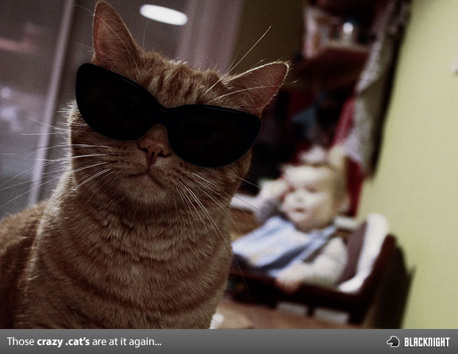Crazy-Cats